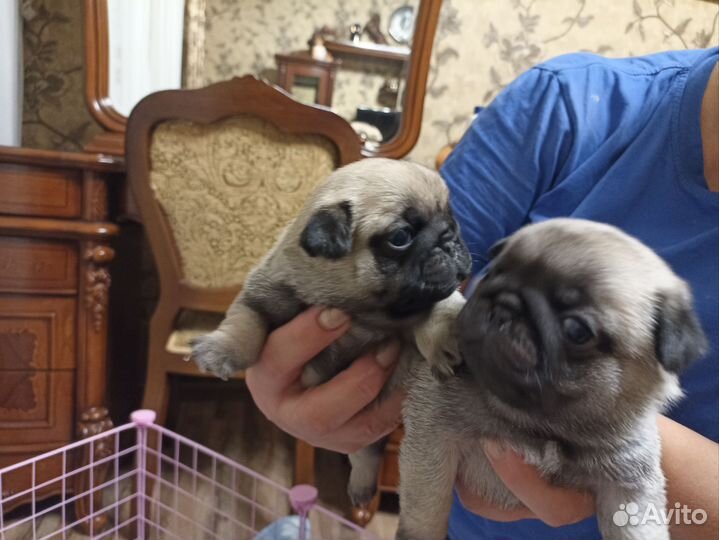 Щенки мопса