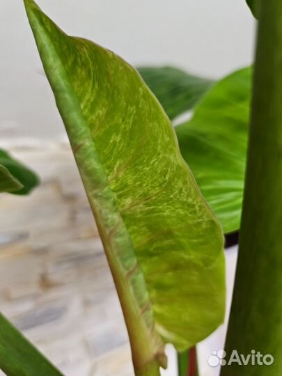 Филодендрон Melinonii Mosaic, антуриум