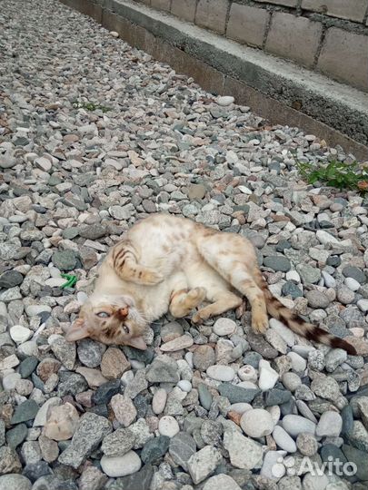Кошка в дар, бесплатно