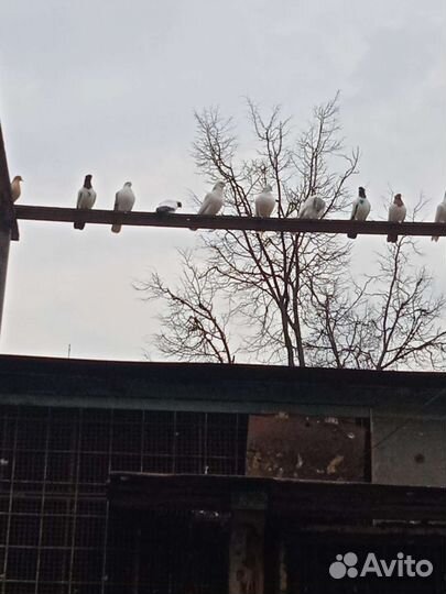 Голубятня продажа с голубями