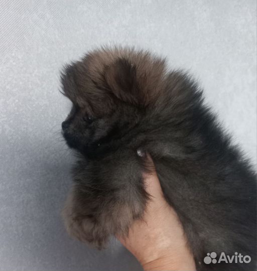 Померанский шпиц мини