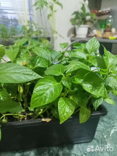 Рассада перцев