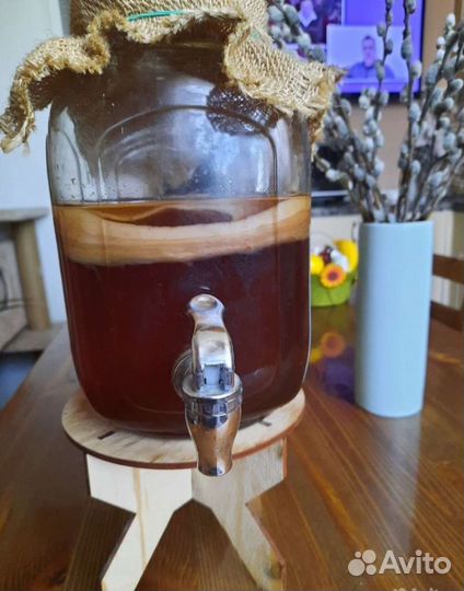 Чайный гриб комбуча