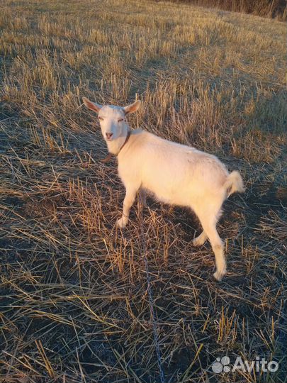 Продам козу