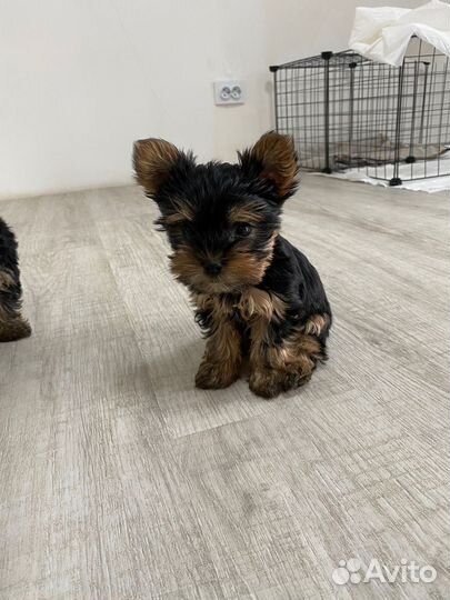 Мини йорк мальчик