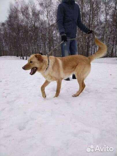 Красивая девочка ищет дом (Собака из приюта)