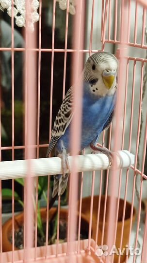 Волнистый попугай с клеткой