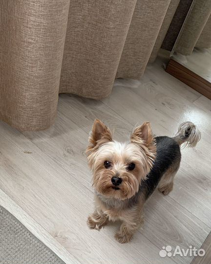 Возьму Йорка на передержку