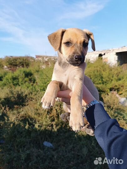 Маленькая собака Оливия в самые добрые руки