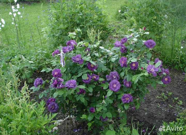 Розы Rhapsody in Blue и Eyes For You