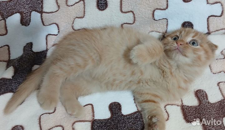 Вислоухий котик