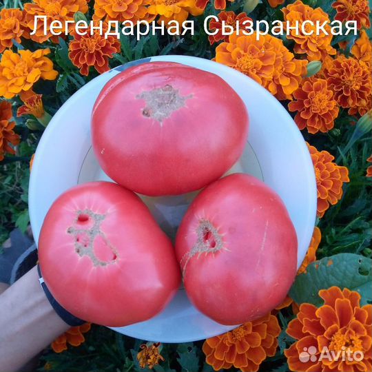 Семена помидор,тыква,огурец,цукини,баклажан