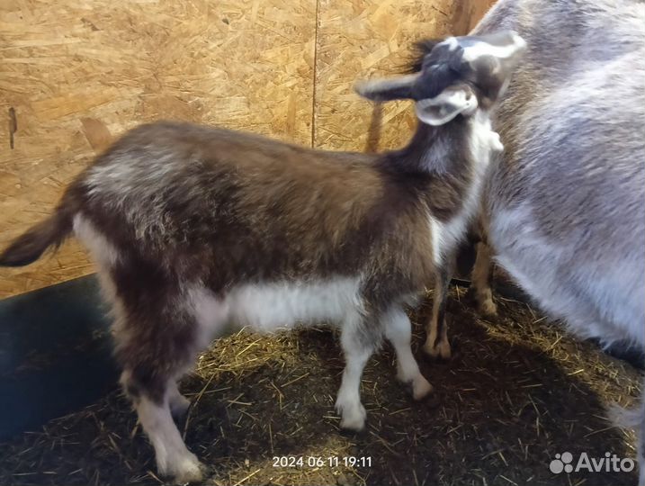 Коза нубийская