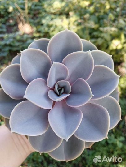 Суккуленты