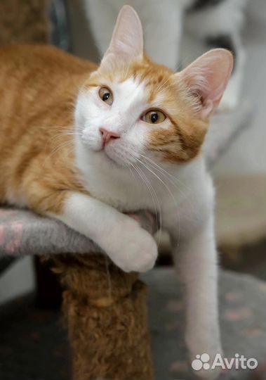 Котик Лео