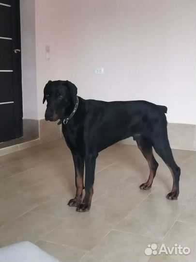 Доберман вязка
