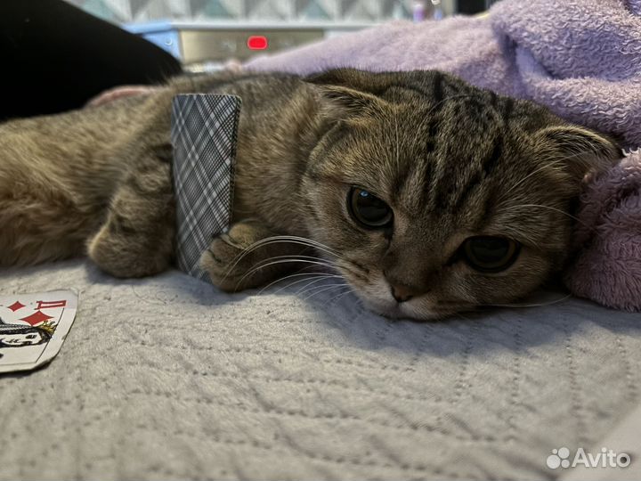 Кошечка ищет жениха