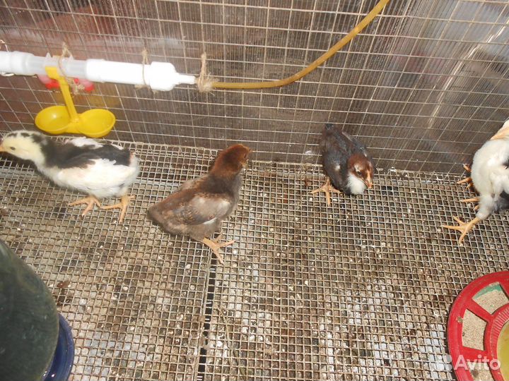 Цыплята семья ливенской ситцевой