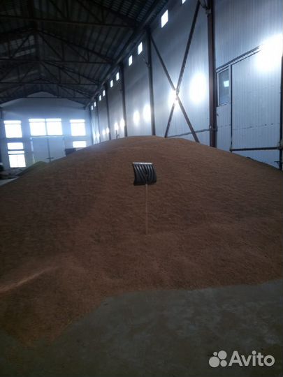 Озимая пшеница