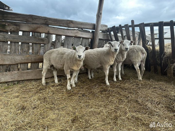 Бараны тексель