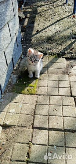 Котята в добрые руки бесплатно