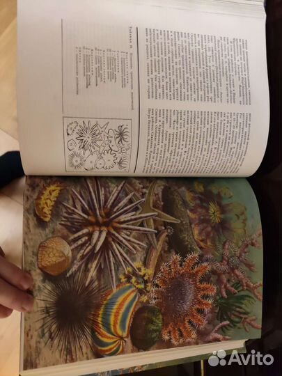 Энциклопедия 