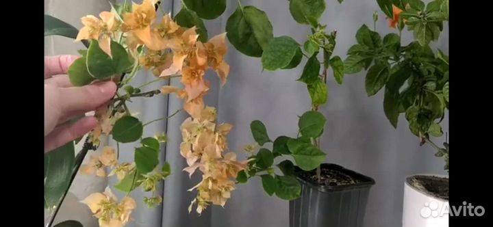 Нолина, Бугенвиллия маскарад