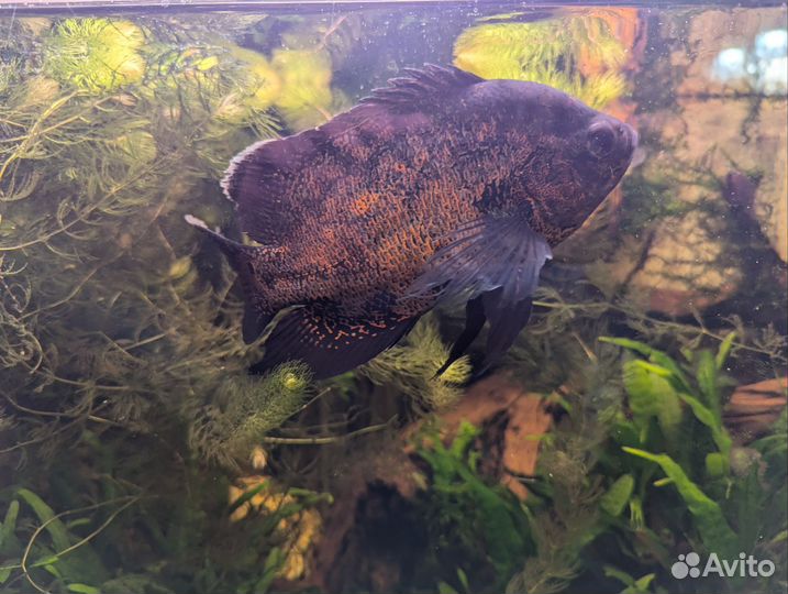 Астронотус вуалевый