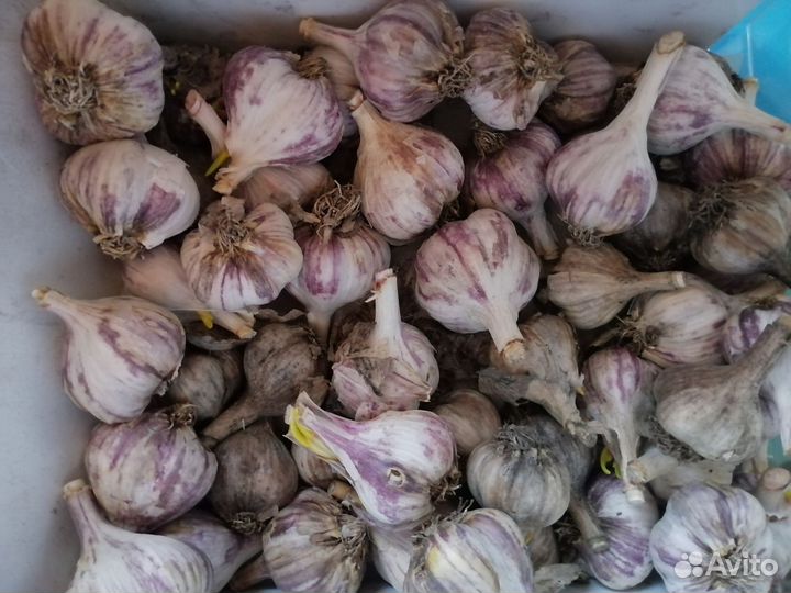 На посадку и еду Стрелкующийся чеснок