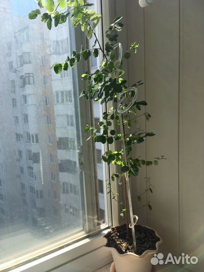 Брейния снежная