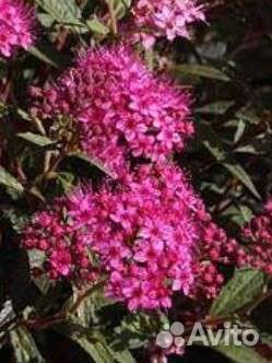 Декоративные многолетники