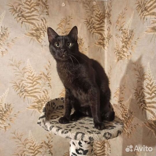 Забавный косоглазик ищет дом