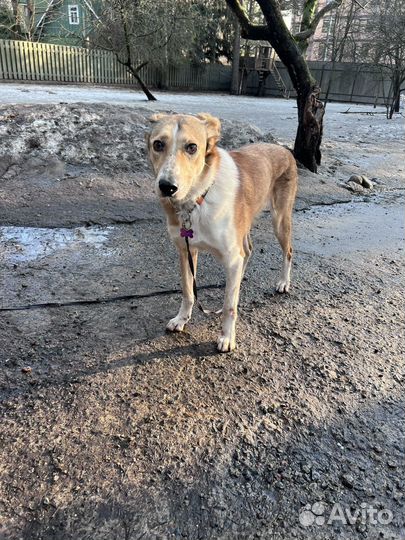 Собака девочка