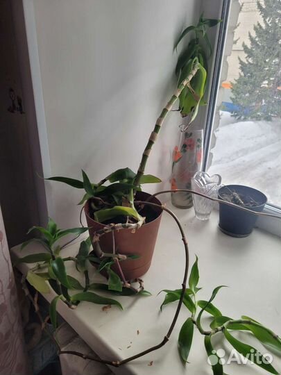 Растение золотой ус