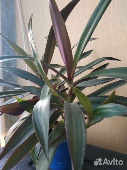 Рэо (ладья Моисея)