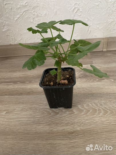 Пеларгония Rosebud Supreme