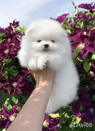 Померанский шпиц мишка