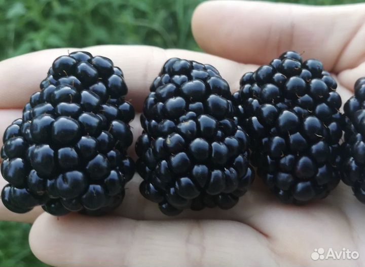 Саженцы ежемалины (ежевика без шипов)