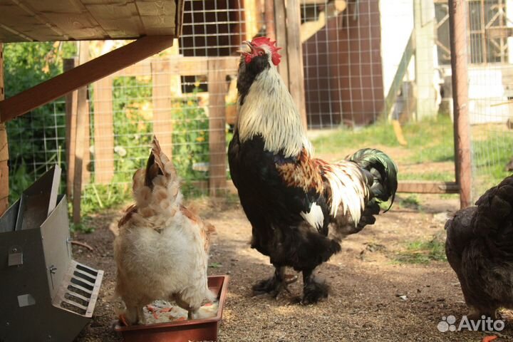 Фавероль инкубационные яйца, цыплята