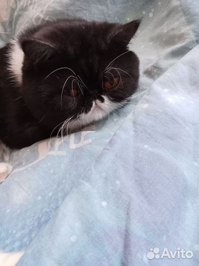 Вислоухие котята