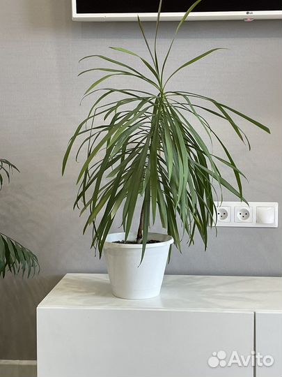 Кордилина с горшком