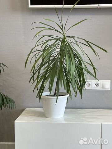 Кордилина с горшком