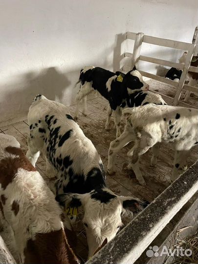 Бычки, телки, телята на откорм