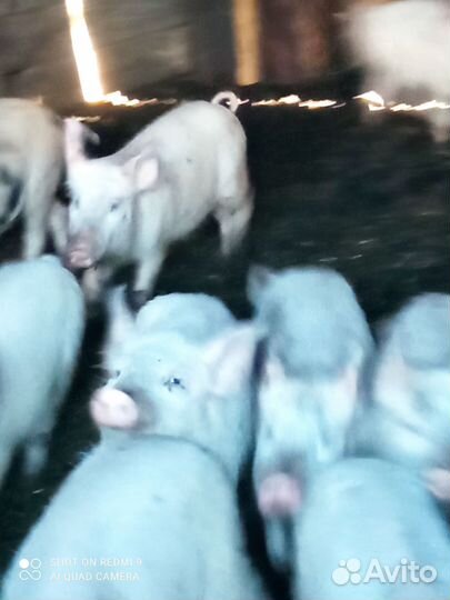 Сибирская белая