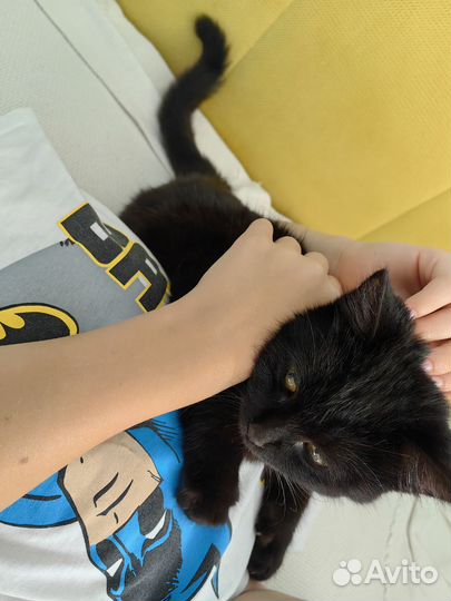 Кот Кузя