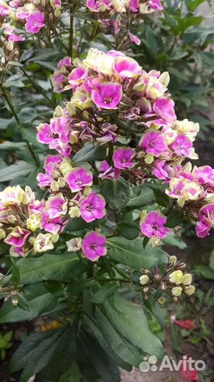 Флоксы кусты