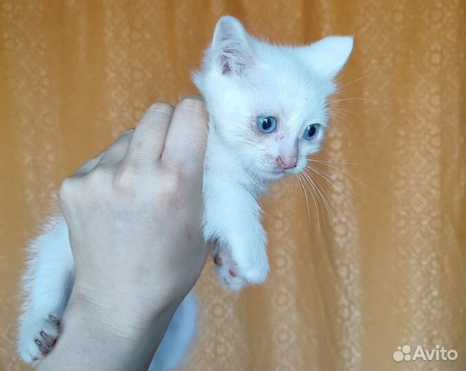 Белый котенок