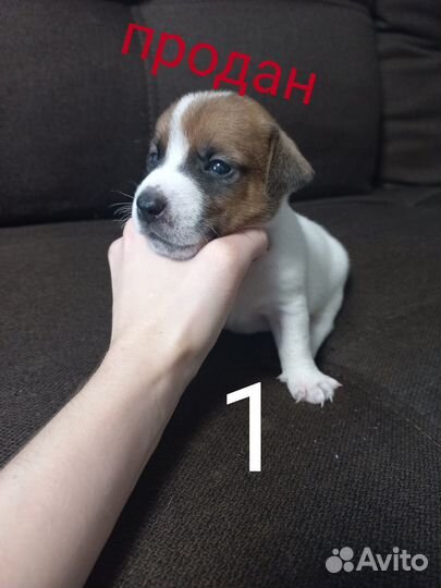 Щенки джек рассел терьер