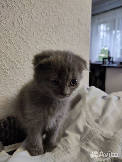 Котенок мальчик 2 месяца