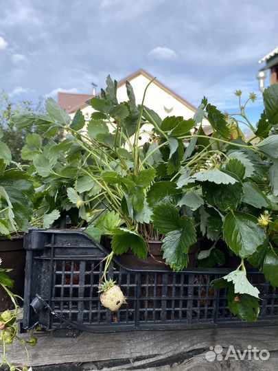 Рассада земляника садовая, под зиму